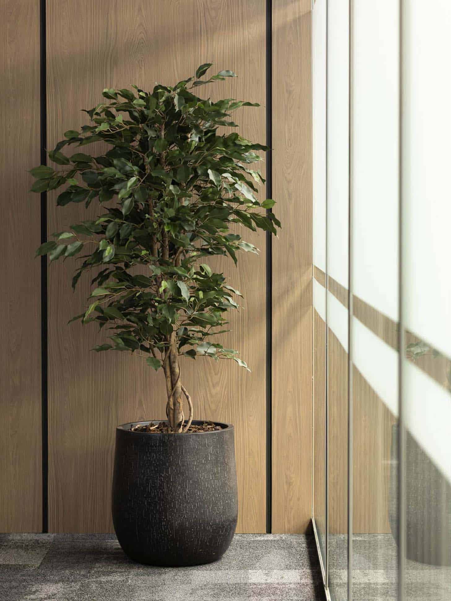 Architectural interior detail with indoor plant, wood wall panelling and natural light in calm contemporary interior in boardroom office